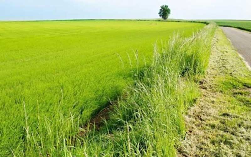 Terrain Agricole à vendre à Agadir